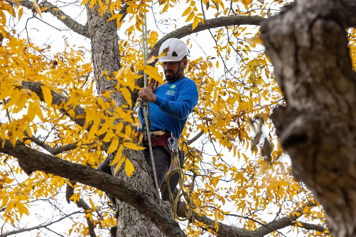 Skilled Tree Planting crew working in Mayfield
